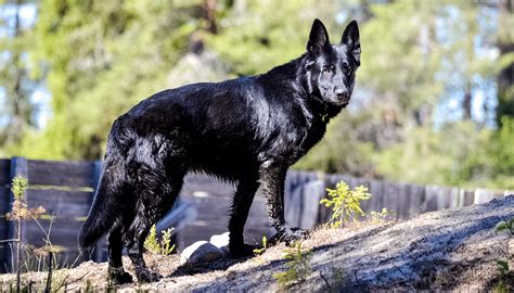 These small and adorable dogs are known for their butterfly-like ears and friendly personalities. . Calupoh breeders usa